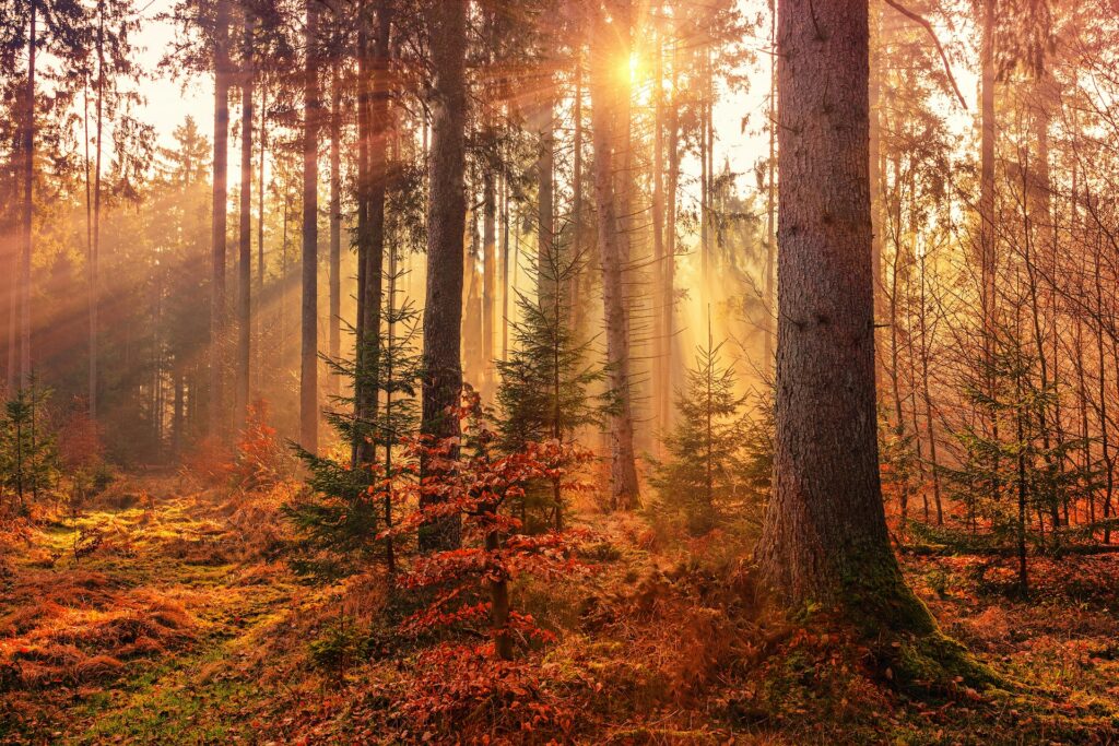 forest during the fall season